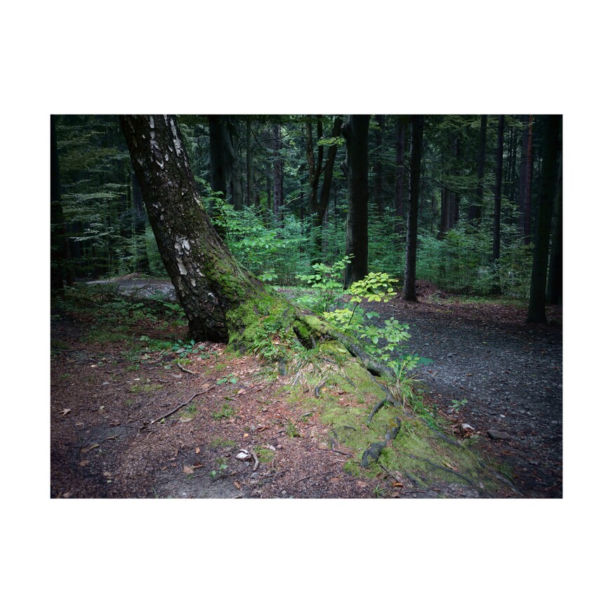 zdjęcie z lasu - omszały pień drzewa, droga i drzewa w tle