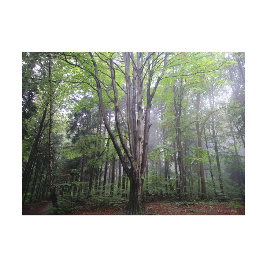 zdjęcie z lasu - wielki buk