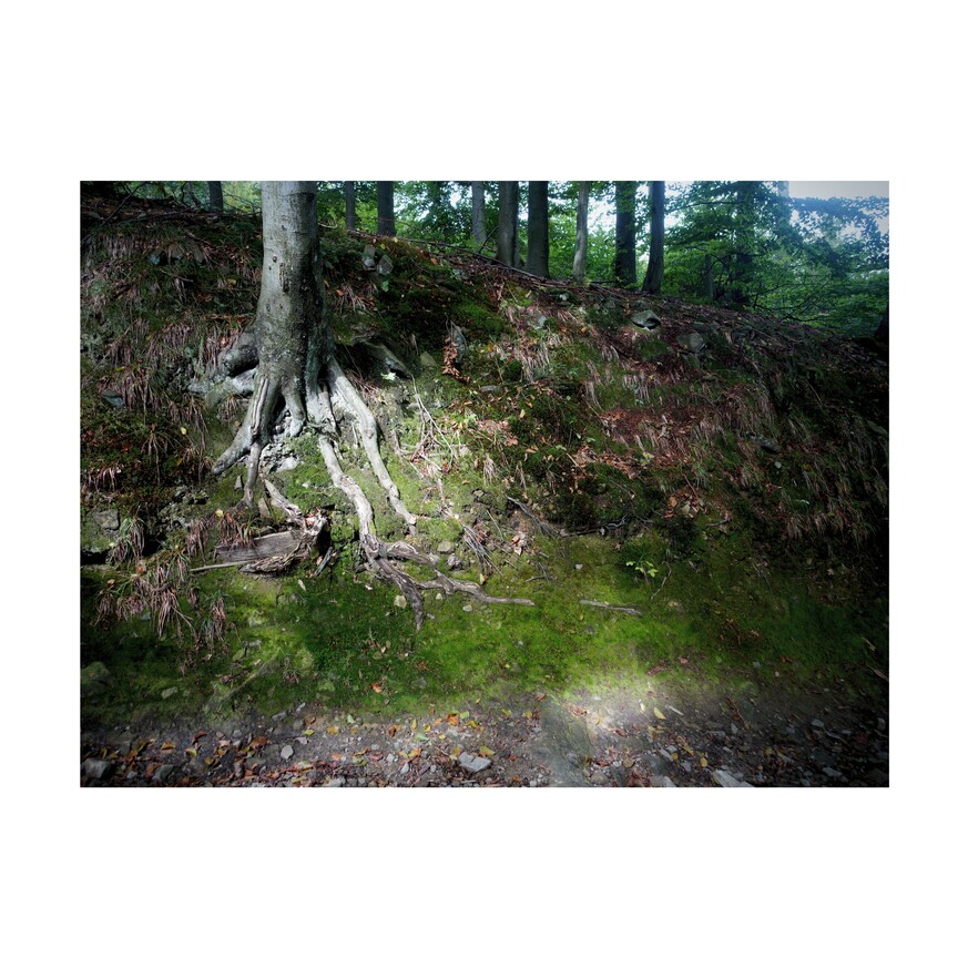 zdjęcie z lasu - plamy słońca na mchach pod drzewem