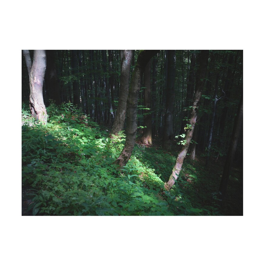 zdjęcie z lasu - plamy słońca na paprociach pod drzewami w ciemnym lesie