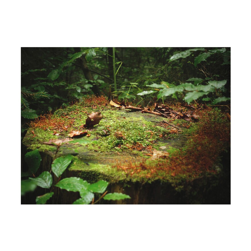 zdjęcie z lasu - mikrokrajobraz z mchem na ściętym pniu