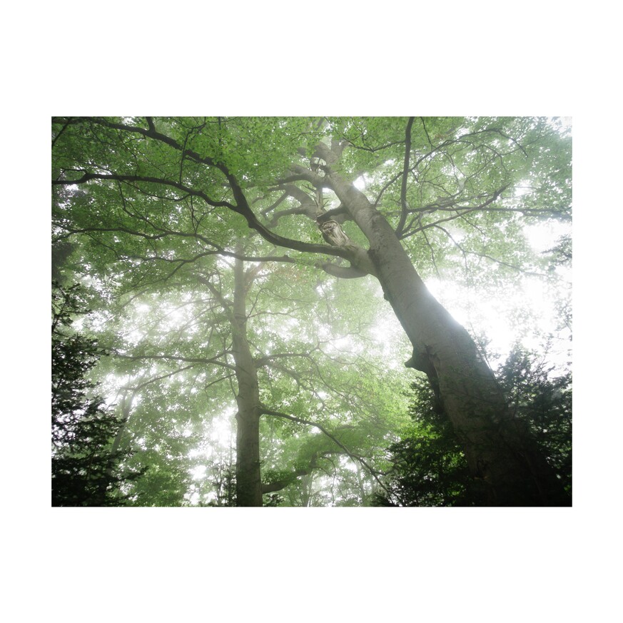 zdjęcie z lasu - potężne drzewa widziane z dołu