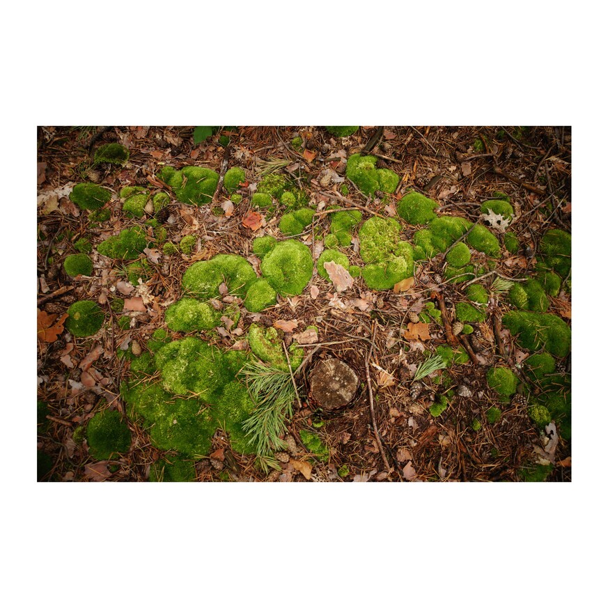 zdjęcie z lasu - mozaika mchów wśród liści