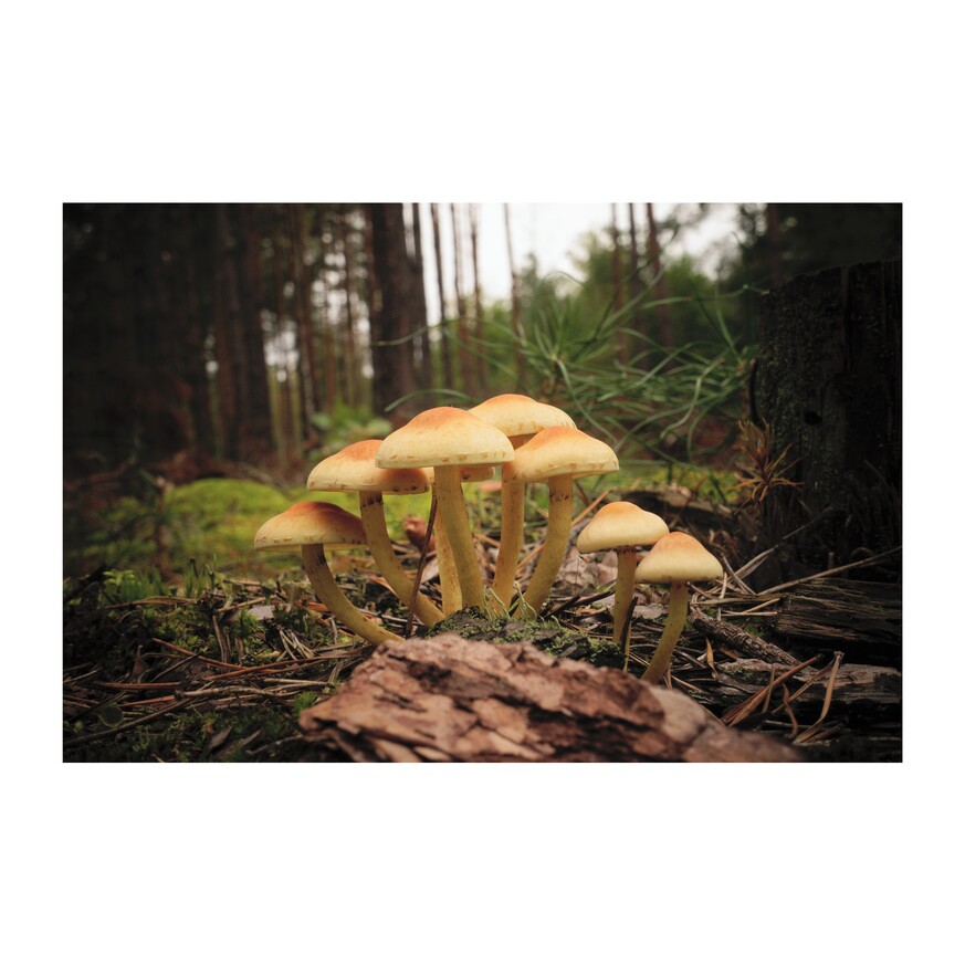 zdjęcie z lasu - jasnożółte grzyby