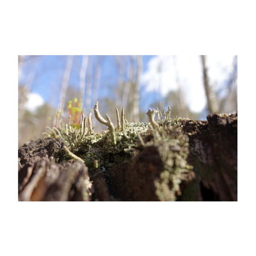 zdjęcie z lasu - porosty