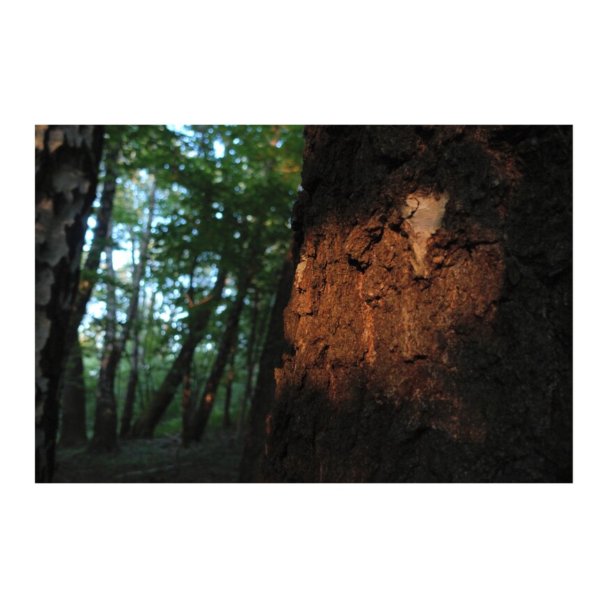 zdjęcie z lasu - plama czerwonego światła na korze drzewa