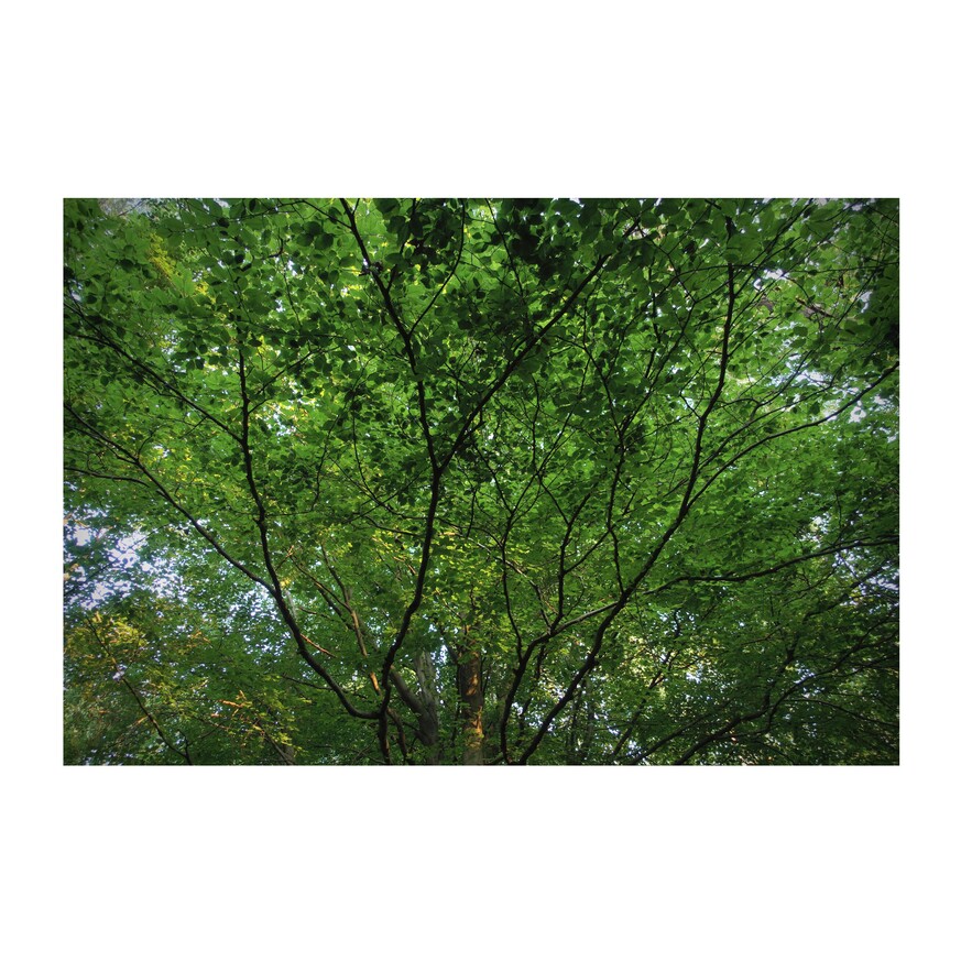 zdjęcie z lasu - gałęzie rozchodzące się z dołu ku górze i zielone liście