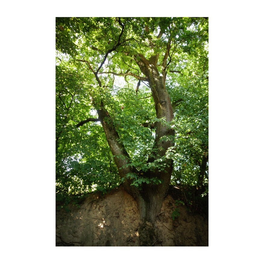 zdjęcie z lasu - stare drzewo rosnące na skraju wąwozu