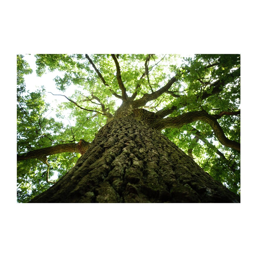 zdjęcie z lasu - potężny dąb widziany od dołu