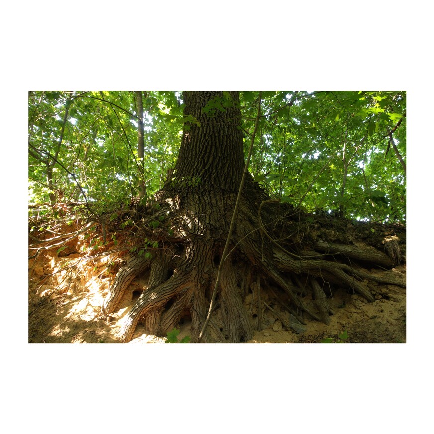 zdjęcie z lasu - korzenie drzewa odsłonięte przez osypujący się grunt