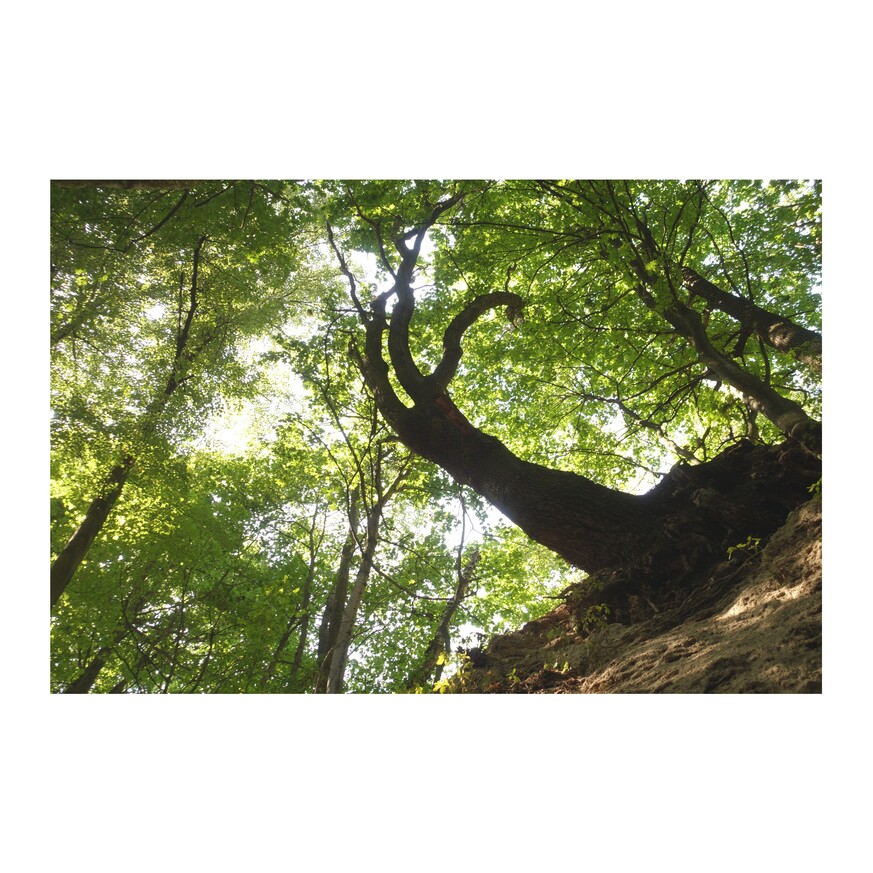 zdjęcie z lasu - drzewo wyglądające jak gigantyczna łapa z zakrzywionymi pazurami