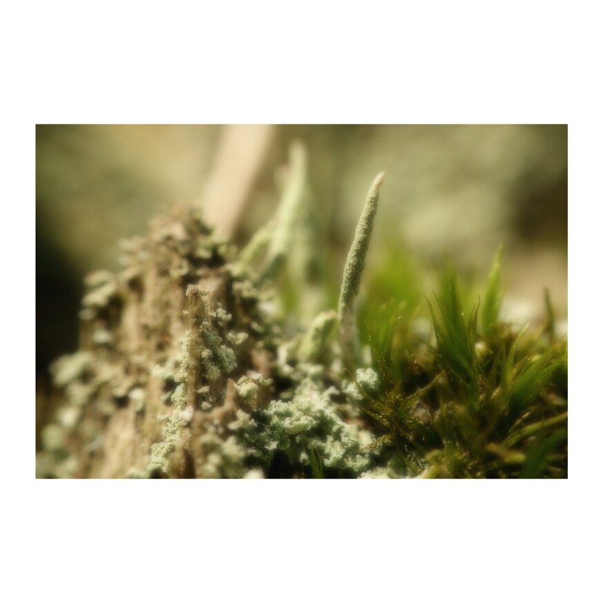 zdjęcie z lasu - porosty i mech w ujęciu makro