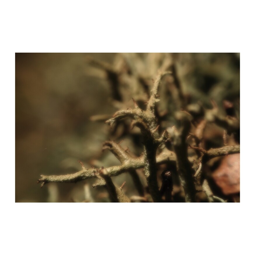 zdjęcie z lasu - porosty w ujęciu makro