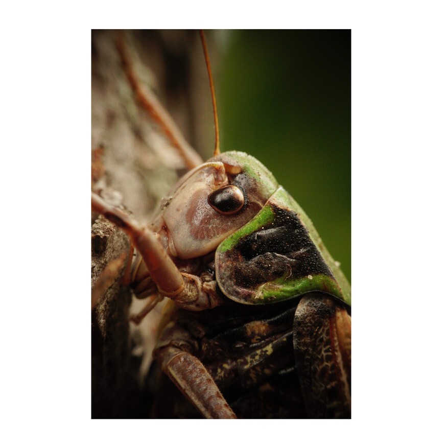 zdjęcie z lasu - konik polny w ujęciu makro