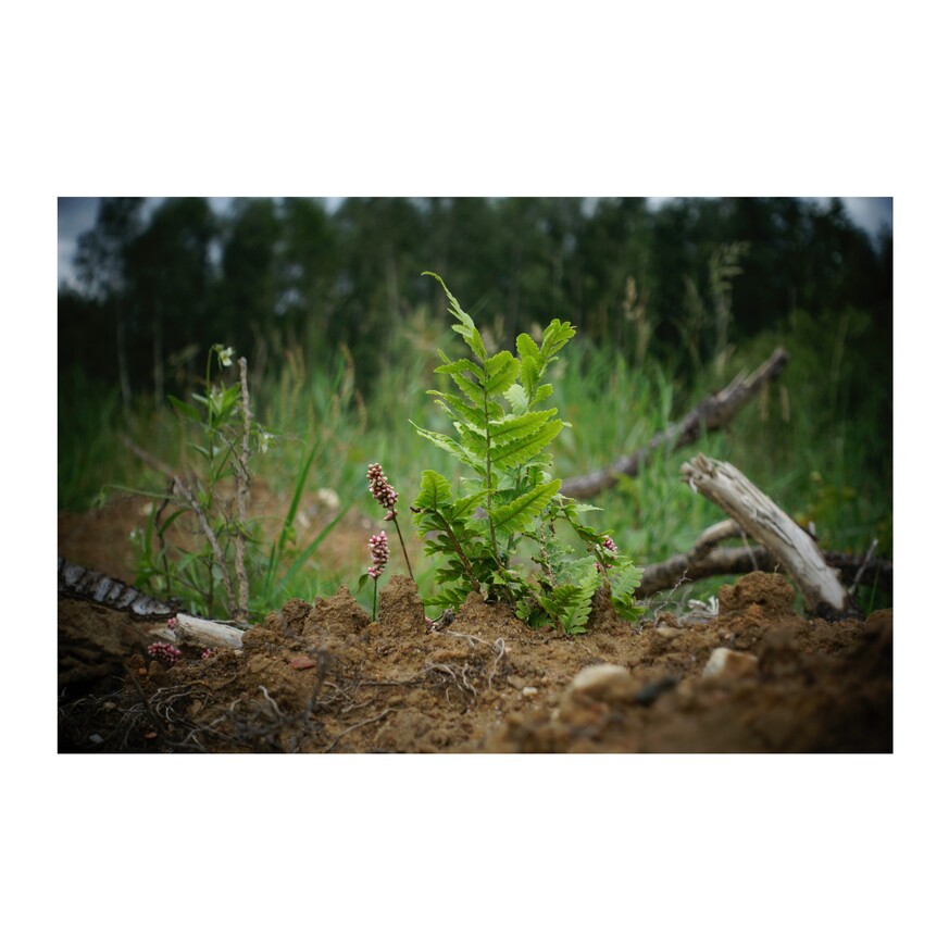 zdjęcie z lasu - paproć na tle traw i lasu