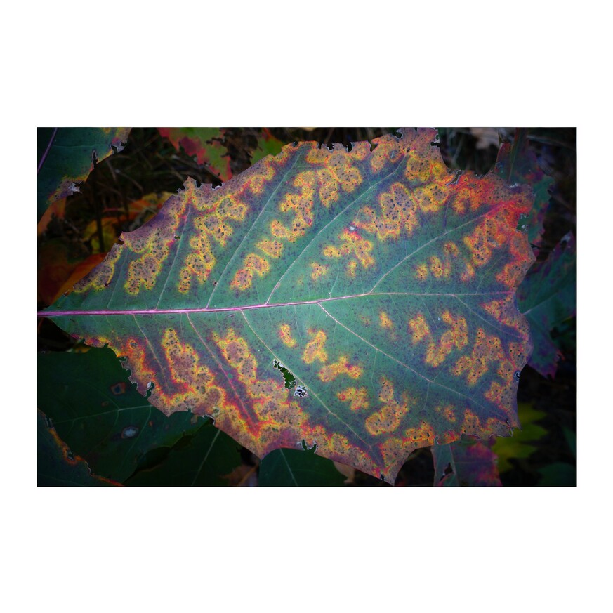 zdjęcie z lasu - wielobarwny jesienny liść