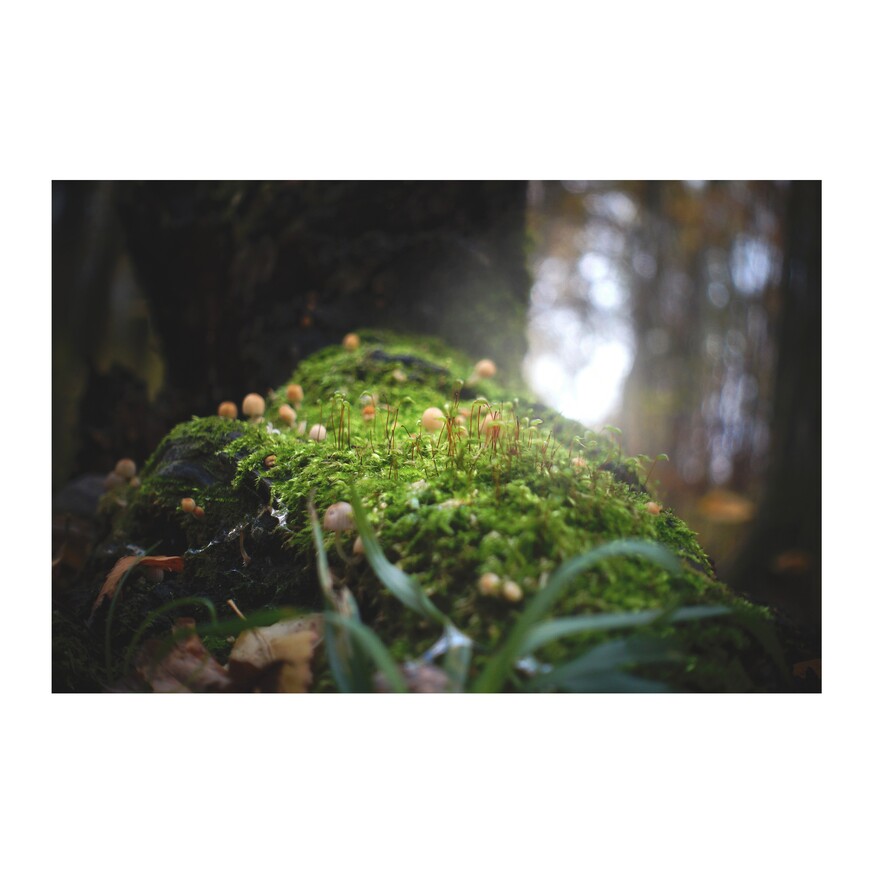 zdjęcie z lasu - mikrokrajobraz z mchem i grzybkami