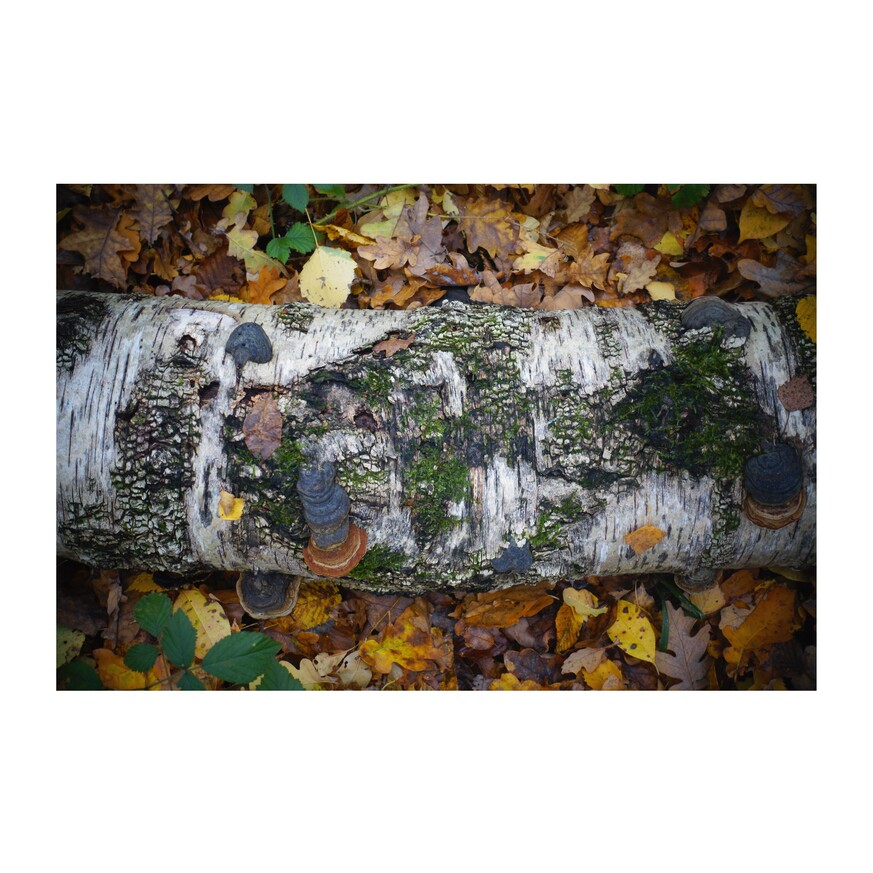 zdjęcie z lasu - zwalony pień brzozy porośnięty hubami