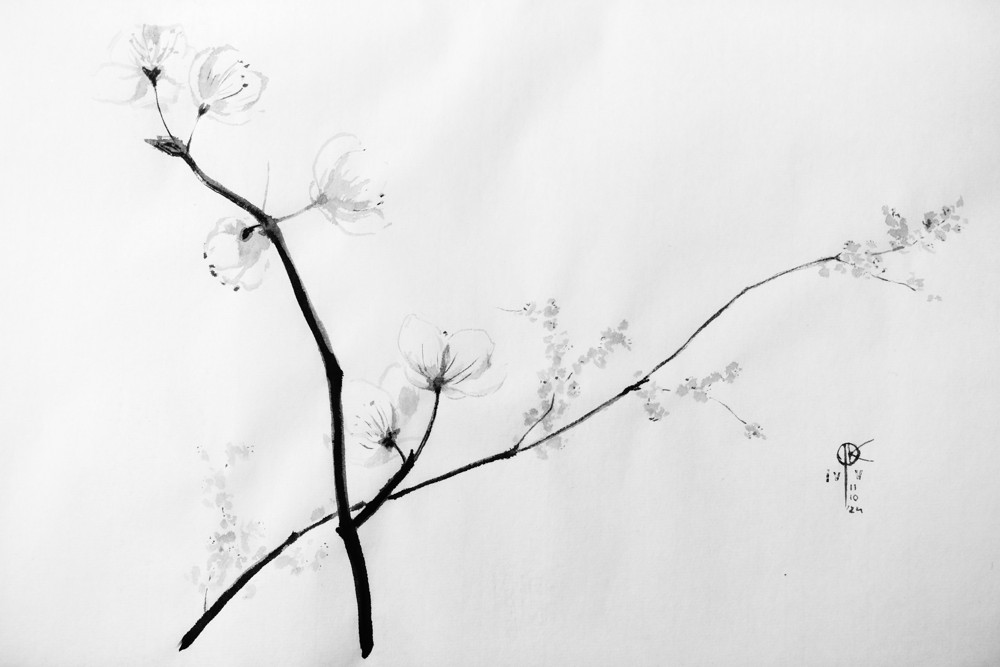 rysunek tuszem - gałązki i kwiaty mirabelki