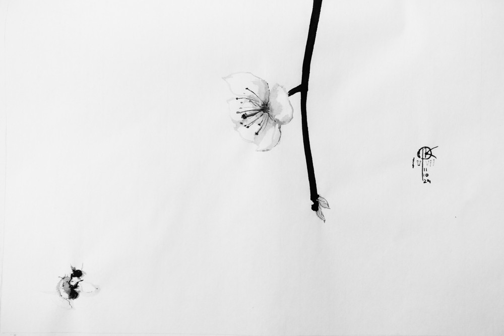 rysunek tuszem - gałązki i kwiaty mirabelki