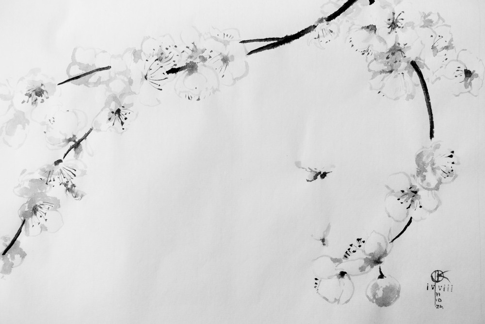 rysunek tuszem - gałązki i kwiaty mirabelki