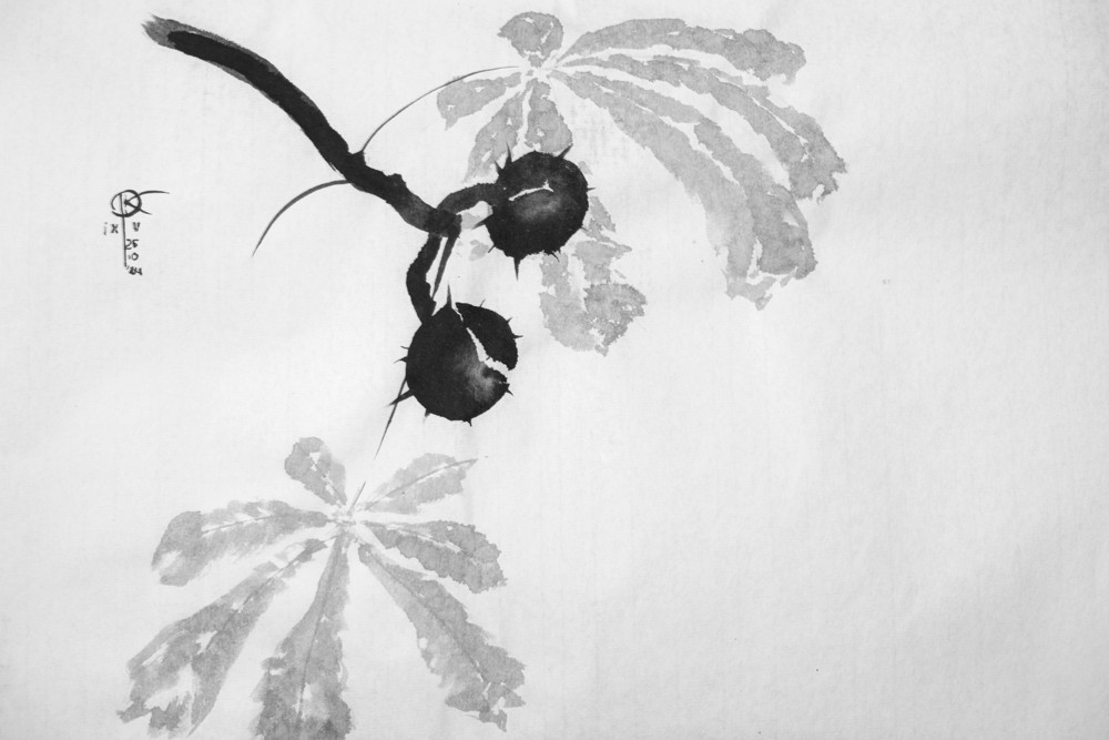rysunek tuszem - gałązka kasztanowca