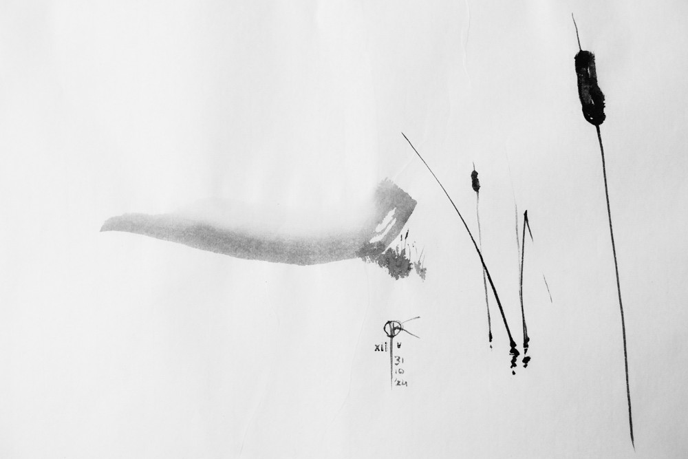 rysunek tuszem - pałki wodne