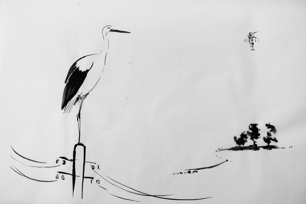 rysunek tuszem - bociany